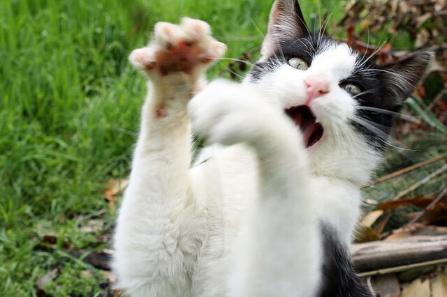 五大联赛焦点德比战谁最具看点,五大联赛焦点德比战谁最具看点的