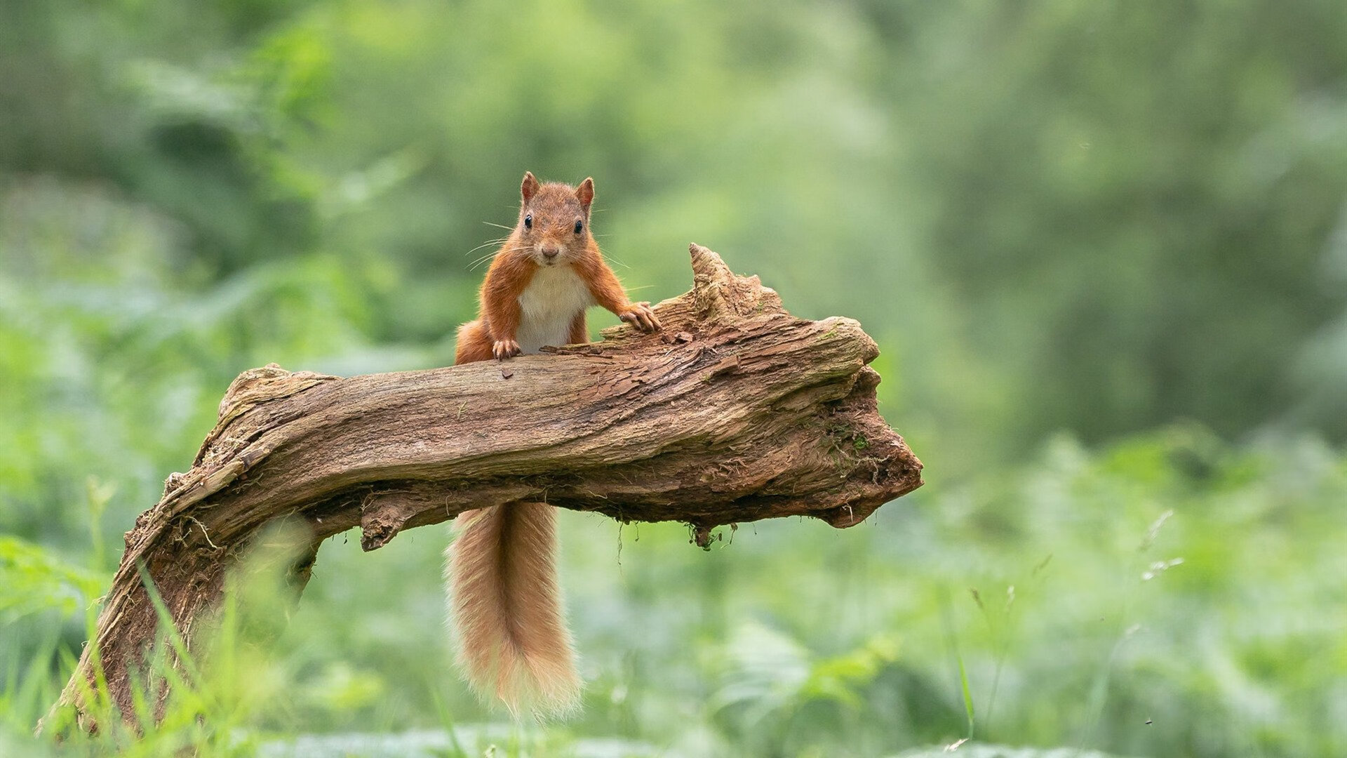 埃及队在2024年混合团体世界杯中的关键策略,埃及参加世界杯