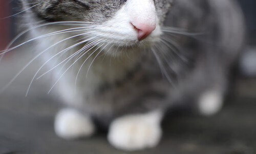 新赛制下，乒乓球团体赛成主流趋势，乒乓球团体赛的赛制