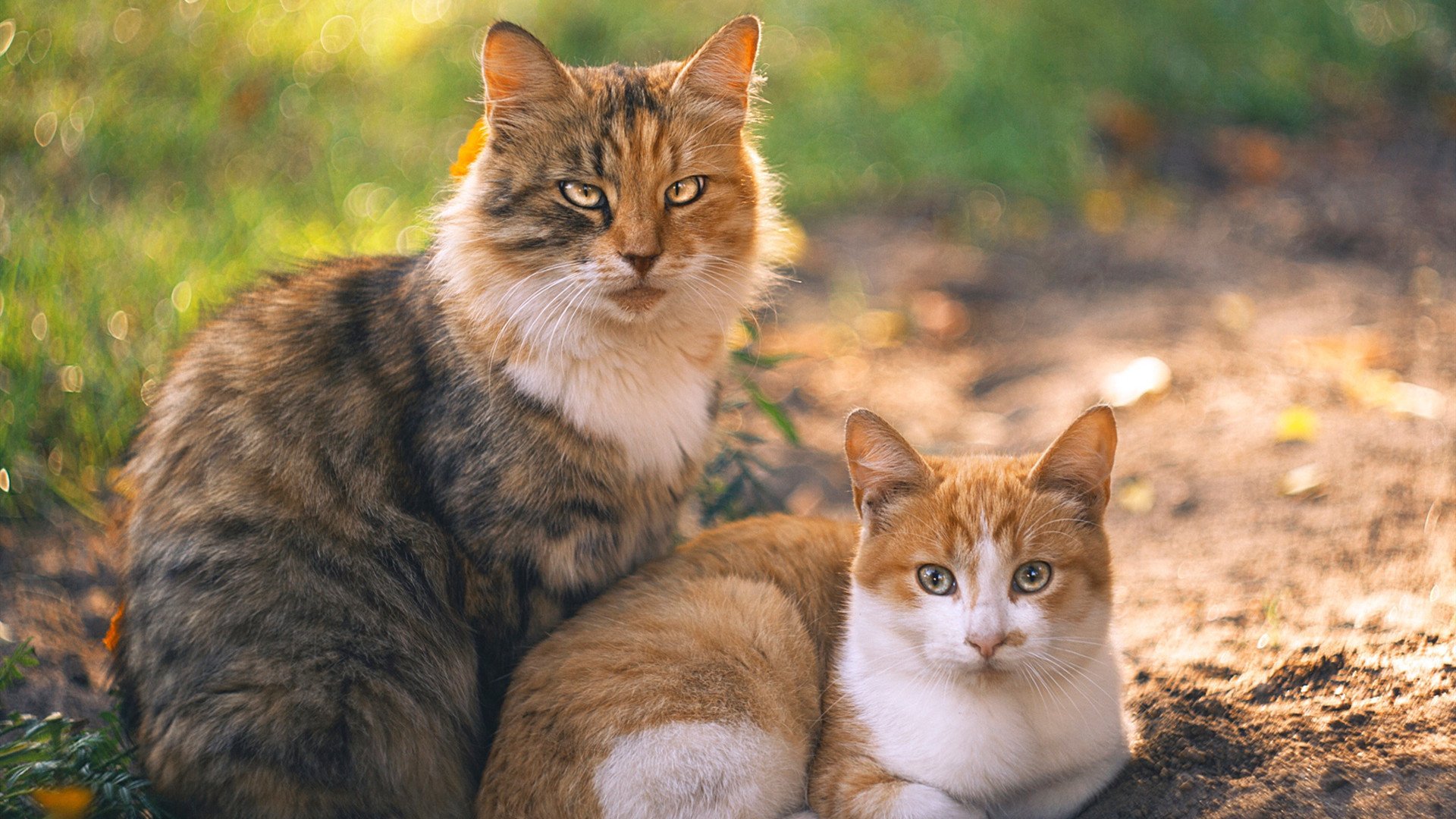 开云体育官网-出发弹跳力与速度数据关系，弹跳力公式