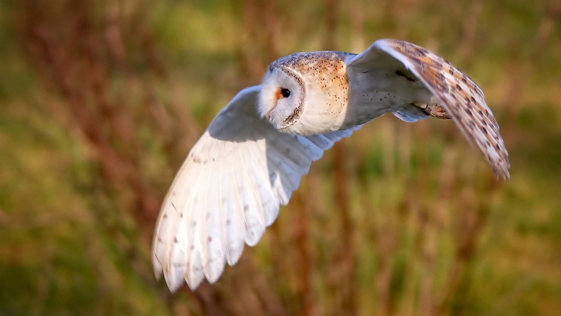 奥卡拉汉冲线速度惊艳全场,奥卡拉汉 回忆