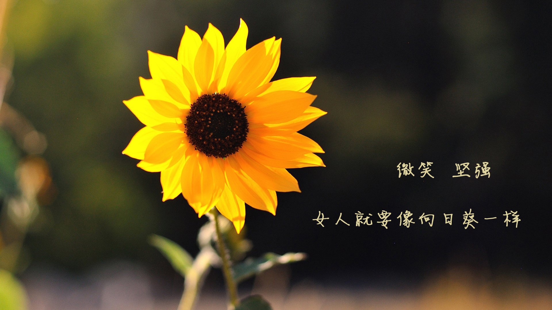 开云体育链接-体育品牌定制足球鞋款式丰富符合个性需求，足球鞋 定制