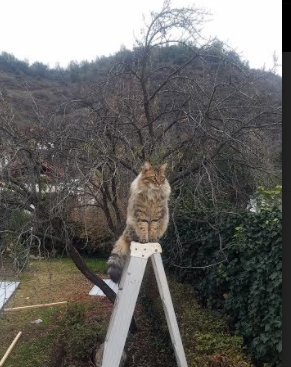 开云体育网址-俱乐部推动“青少年+产业链融合+绿色生态”战略，行业绿色转型提速