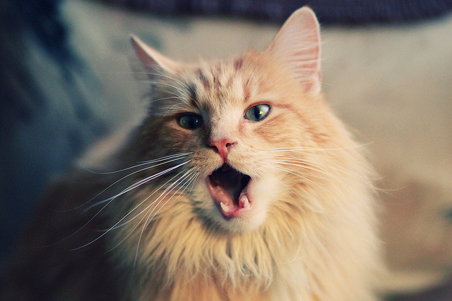 加拿大七人制橄榄球明星球员引关注，七人制橄榄球队